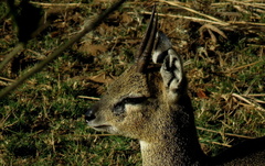 Oreotragus oreotragus transvaalensis