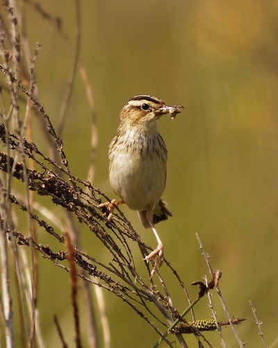 Pagliarolo (Acrocephalus paludicola)