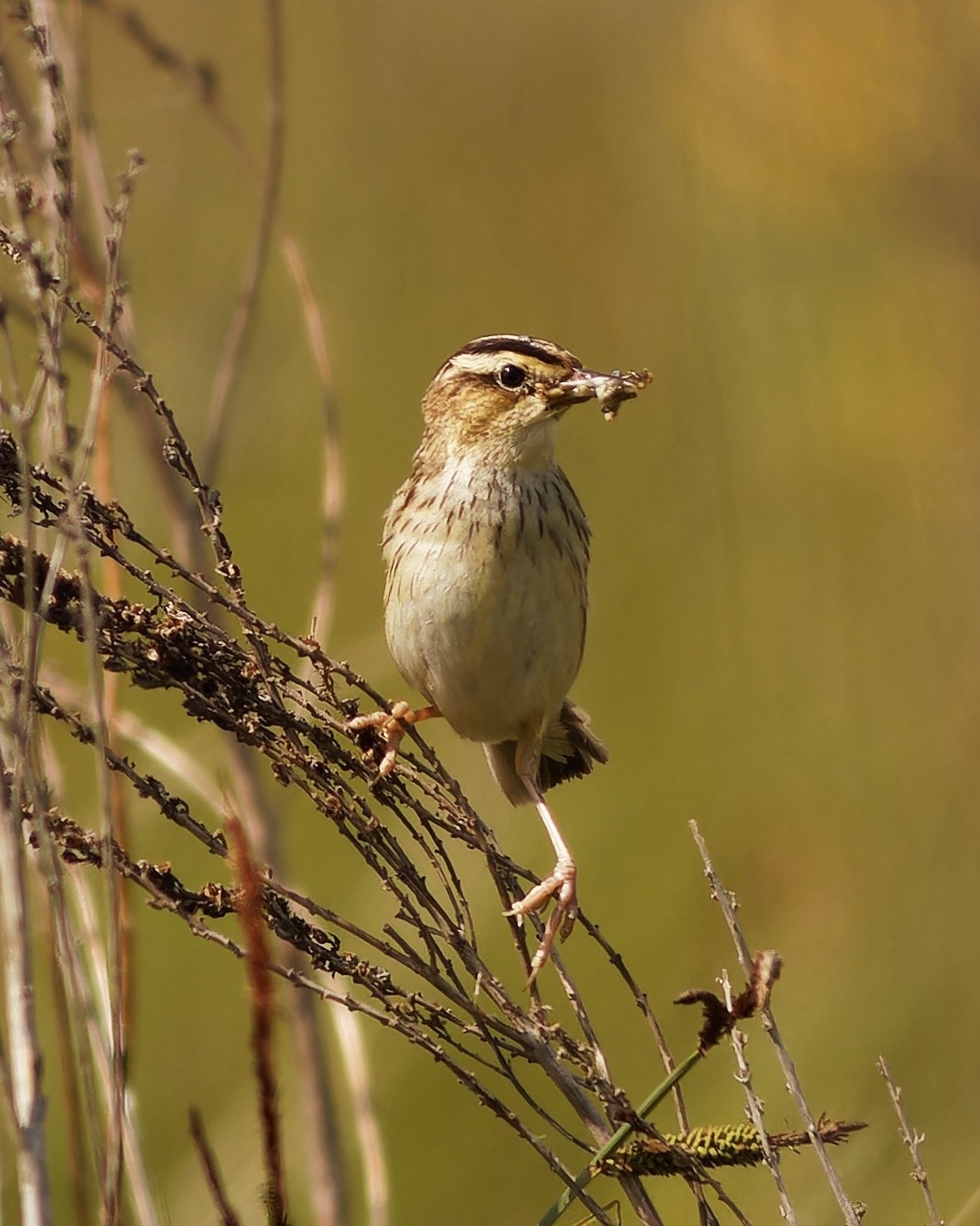 Aquatic Warbler (Acrocephalus paludicola)