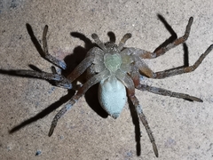 Celerrimus