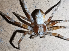 Celerrimus