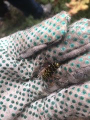 Megacyllene robiniae