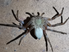 Celerrimus