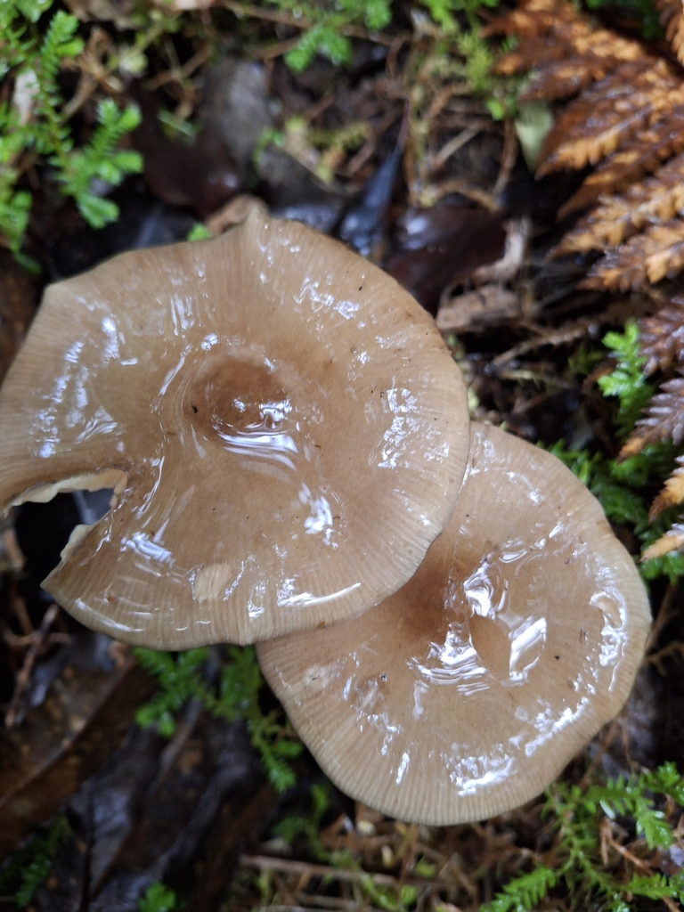 Armillaria novae-zelandiae · June 2025 · photo: © clianthus (iNaturalist, cc-by)