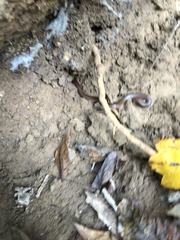 Carphophis amoenus amoenus