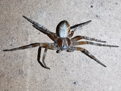 Celerrimus