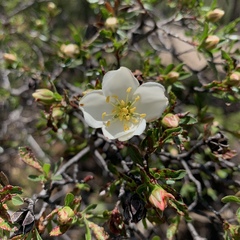 Lindleya mespiloides