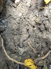 Carphophis amoenus amoenus