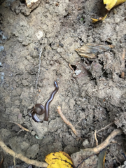 Carphophis amoenus amoenus