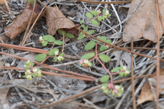 Euphorbia cordifolia