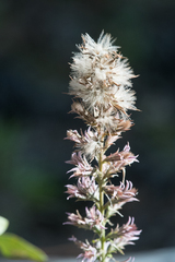 Liatris hesperelegans