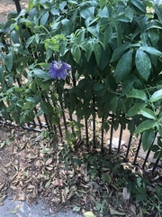 Passiflora