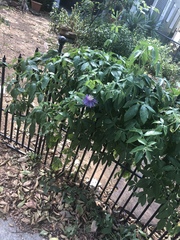 Passiflora