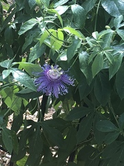 Passiflora