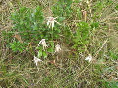 Rhynchospora latifolia