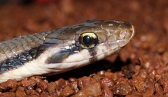 Coelognathus flavolineatus