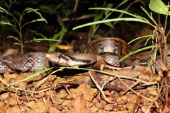 Coelognathus flavolineatus