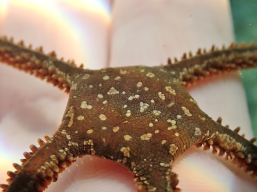 Ophiomyxa pentagona