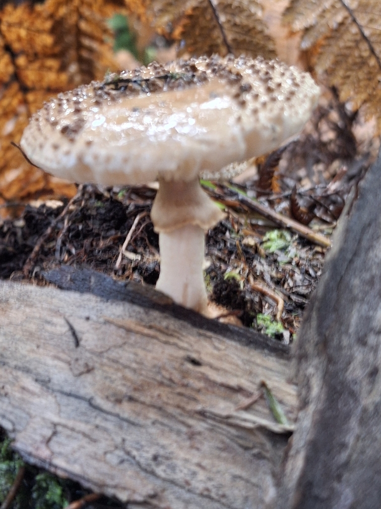 Amanita australis · June 2025 · photo: © clianthus (iNaturalist, cc-by)