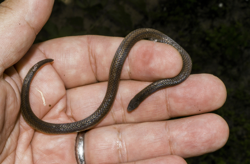 Three-lined Ground Snake