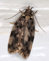 Barea subviridella