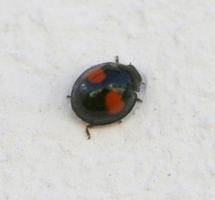 Chilocorus canariensis