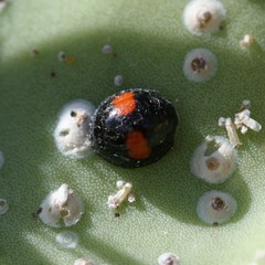 Chilocorus canariensis