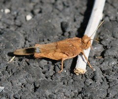 Oedipoda canariensis