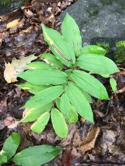 Maianthemum racemosum