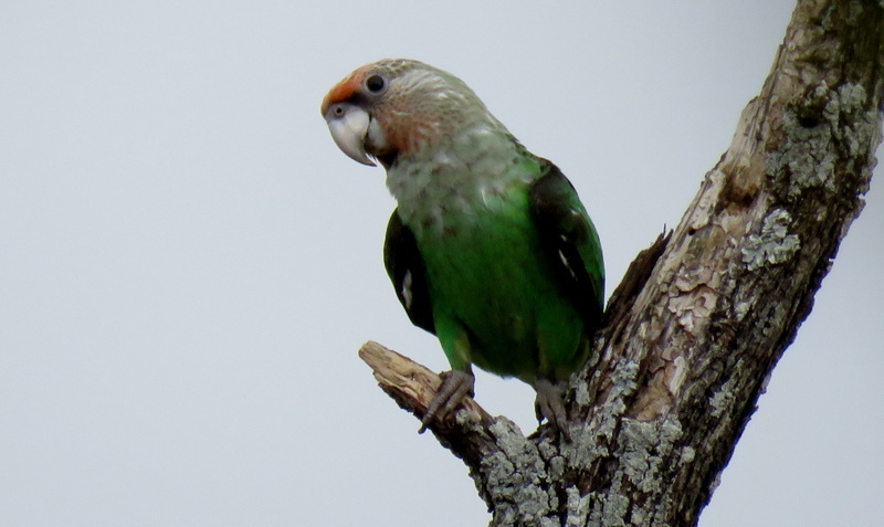 Brown-necked Parrot (Poicephalus fuscicollis) photo