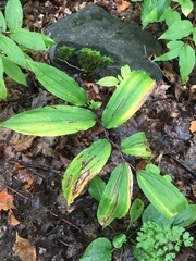 Maianthemum racemosum