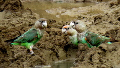Poicephalus fuscicollis
