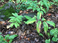 Maianthemum racemosum