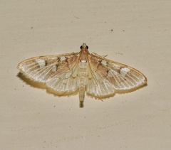 Cotachena pubescens