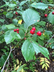 Crataegus