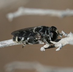 Eumerus obliquus