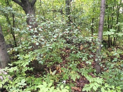 Crataegus
