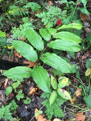 Maianthemum racemosum