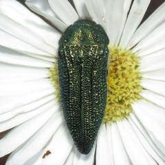 Acmaeodera resplendens