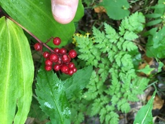 Maianthemum racemosum
