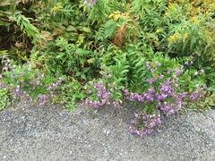 Symphyotrichum novae-angliae