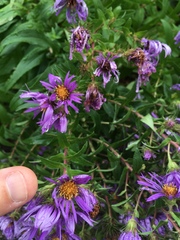 Symphyotrichum novae-angliae