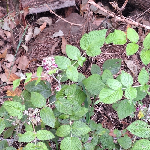 Rubus niveus observed 2025-06-20