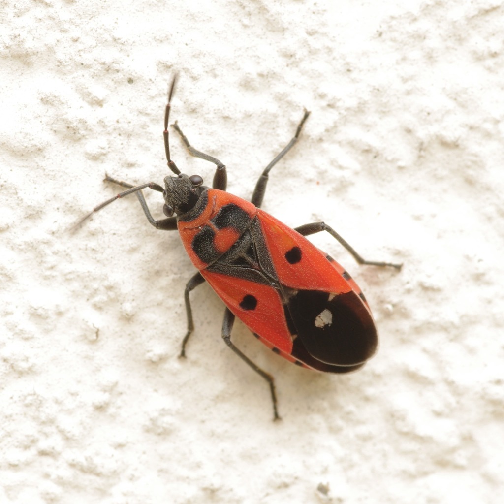 Melanocoryphus albomaculatus
