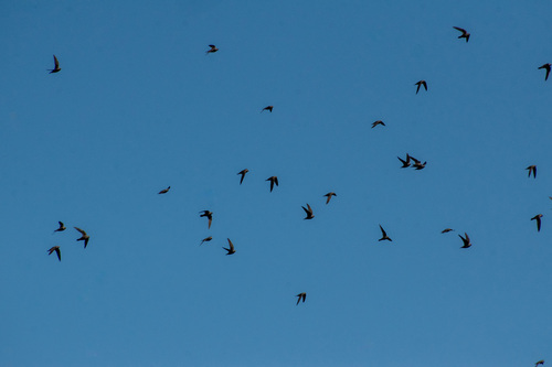 Great Dusky Swift (Cypseloides senex), photo 4