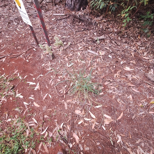 Dactylis glomerata observed 2025-06-20