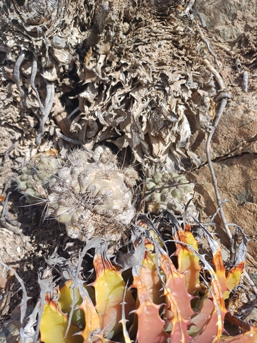 Copiapoa humilis