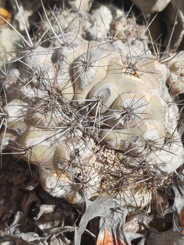 Copiapoa humilis