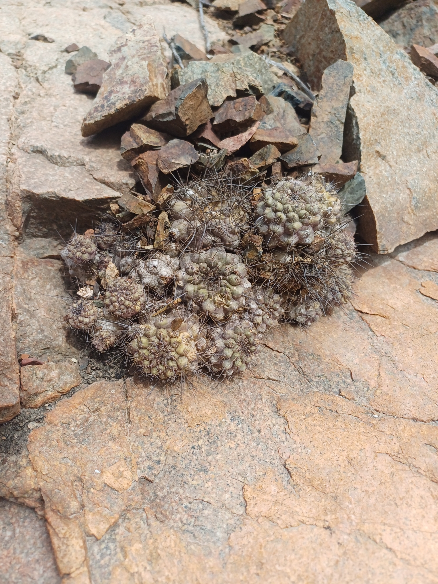 Copiapoa humilis
