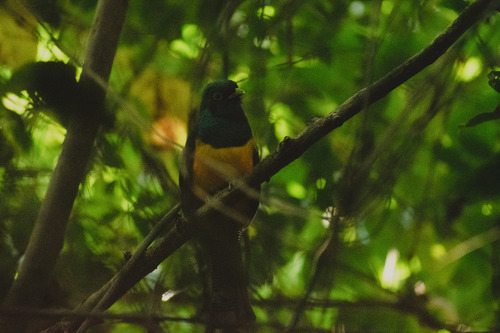 Atlantic Black-throated Trogon (Trogon chrysochloros), photo 9